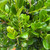 Buxus microphylla Winter Gem 276762